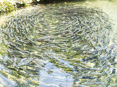 Fish farming and aquaculture supplies